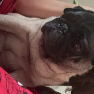 babysitting available (Bristol based)