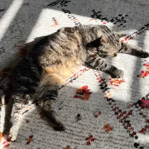 Je cherche un(e) petsitter près de chez moi