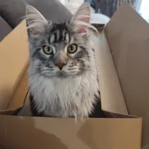 Propose garde d'enfant  matin; ponctuelle en soirée ou nuits