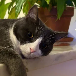 Procuro um petsitter perto de mim