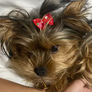 Pet-sitter à votre service !!!