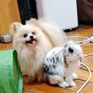 Garde de chats et NAC