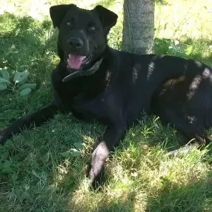 Pet Sitteuse à Saint-Eusèbe ! 