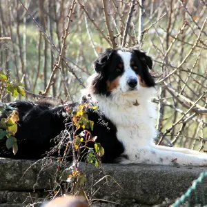 Garde pour Shangai Berger Australien de 3 ans