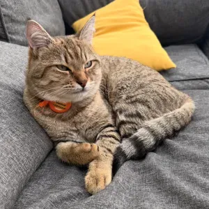 À la recherche d'un(e) petsiter