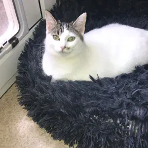 Emploi de Petsitter Crêches-sur-Saône