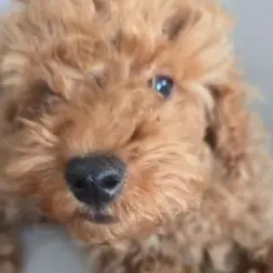 Cuidador de Mascotas en Madrid 