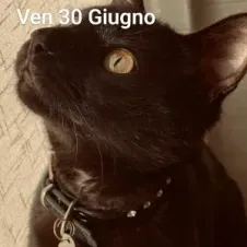 Cerco lavoro come donna delle pulizie