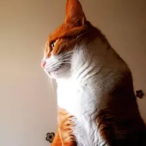 Offerta di lavoro per petsitter a Asti