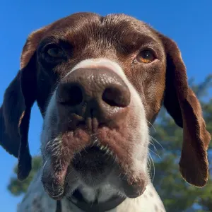 Recherche pet-sitter