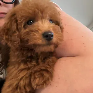 Cerco petsitter occasionale