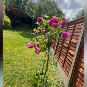 Marija – Service ménage fiable et sérieux