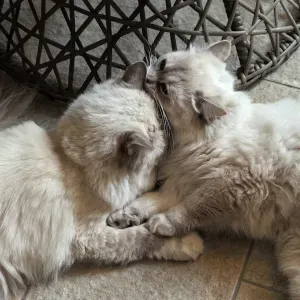 Cerco servizio di polizia