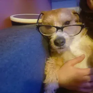 Offre d'emploi pour un(e) petsitter à Halluin