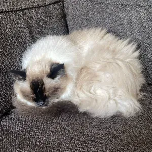 Cat sitting Paris 162