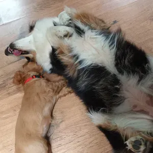 Animo'topia proche du Puy du Fou