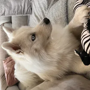 Promenades et garde de chiens sur Beaune