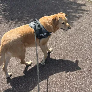 Pet-Sitter à  Thionville57 ! )