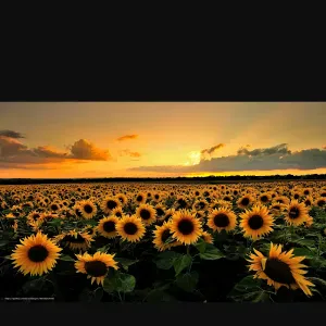 Cerco persona fidata per pulizie una volta a settimana