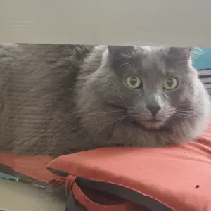 Besoin de 2 visites par jour pour Tweedy 