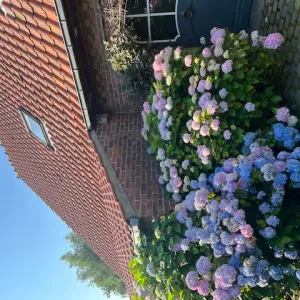 Je cherche une femme de ménage