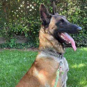 Je cherche un(e) petsitter près de chez moi