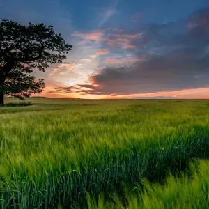 Promenade et garde d'animaux à Montluçon 🐾 (chiens & chats)