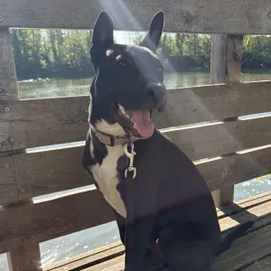 Garde de mon chien