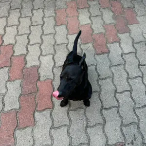 Amis des chiens depuis mon enfance, à Genève! 