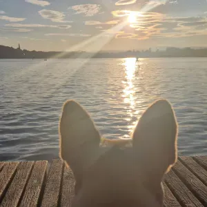 Poste pour un(e) dog-sitter - Petsitter à Cancale