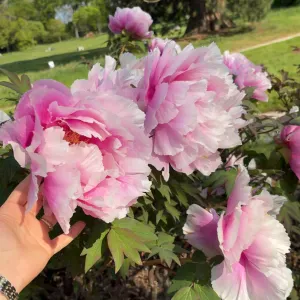 Femme de ménage à Paris Levallois 