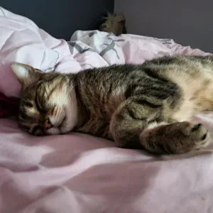 Pet-sitter à Paris avec beaucoup de disponibilités !