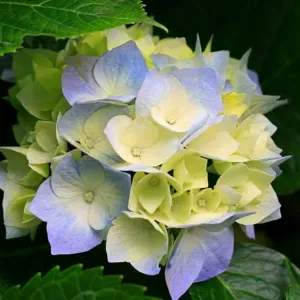 Offerta di lavoro per pulizie a Druento