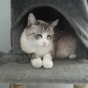 Pet-sitter à la seyne sur mer et alentour 