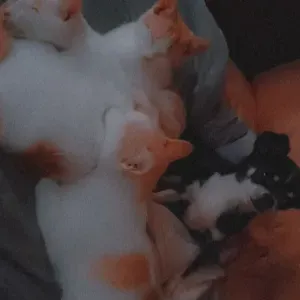 Garde d'animaux à Hirson 02500 