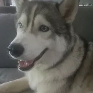 Recherche quelqu'un pour garder un husky