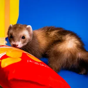 Visite Furet/ Serpent