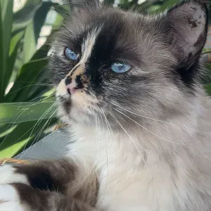 Auxiliaire parentale expérimentée 