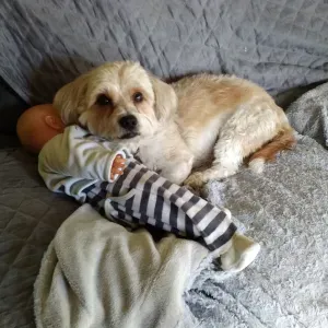 cherche pour garder un petit chien chez vous