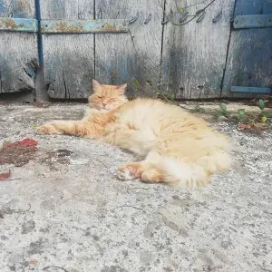 Offre d'emploi pour un(e) petsitter à Montélimar