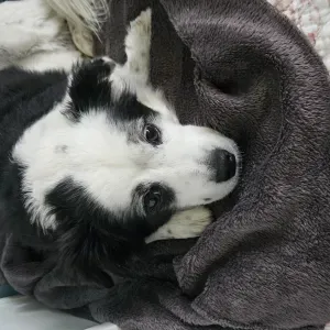 babysitter & petsitter a tivoli e d'intorni !!