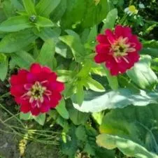 Éducatrice diplômée