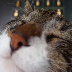 Pet-sitter pour Bordeaux Métropole