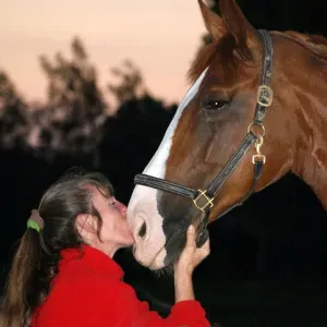 Soins des grand animaux sur Floreffe et alentours