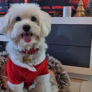 Recherche Dogsitter