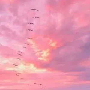 Je recherche une femme de ménage 