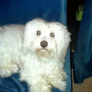 Cerco un petsitter vicino a me