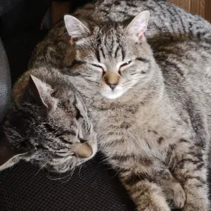 Visites de chats à Saint Brieuc