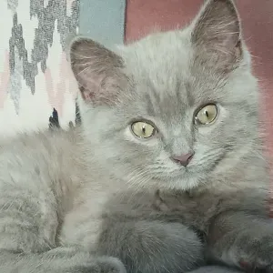 Pet-sitter pour chat sur Limoges 