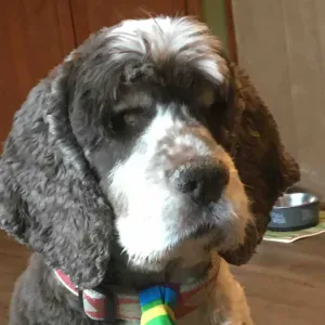 New to Porto and need a periodic sitter